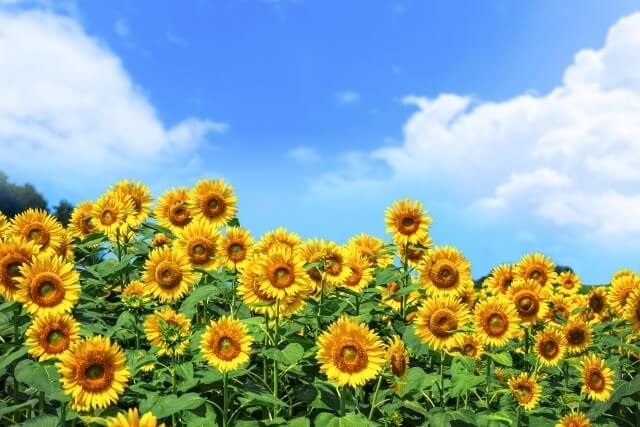 ひまわり畑の写真